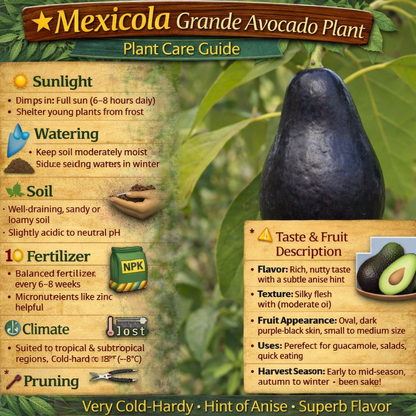 Mexicola Grande Avocado Grafted Healthy Fruit Plant