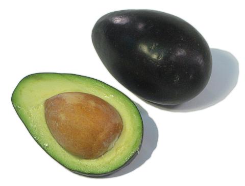 Mexicola Grande Avocado Grafted Healthy Fruit Plant