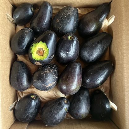 Mexicola Grande Avocado Grafted Healthy Fruit Plant