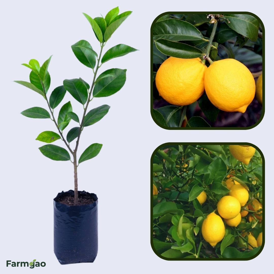 Meyer Lemon Plant Live Nimbu Tree Kagzi Lemon Citrus Limon Fruit Plant