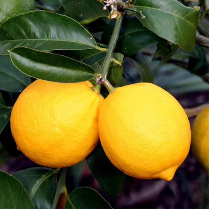 Meyer Lemon Plant Live Nimbu Tree Kagzi Lemon Citrus Limon Fruit Plant