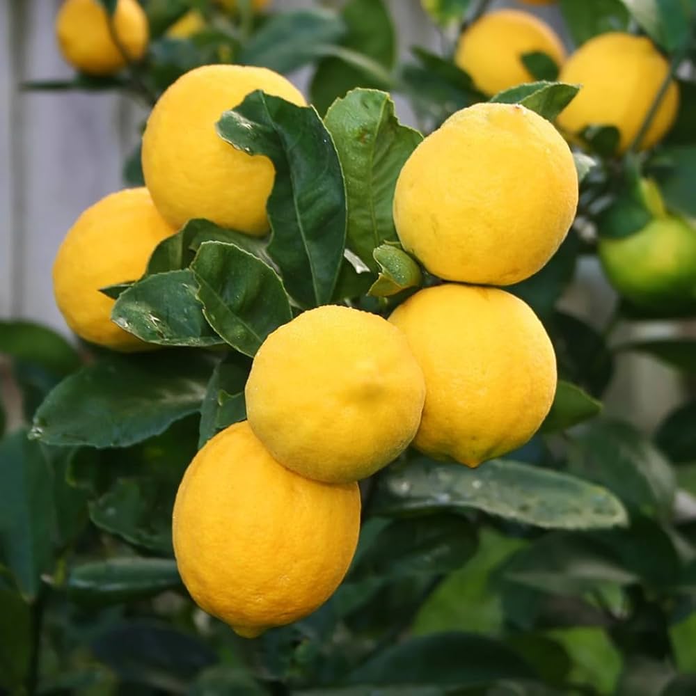 Meyer Lemon Plant Live Nimbu Tree Kagzi Lemon Citrus Limon Fruit Plant