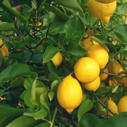 Meyer Lemon Plant Live Nimbu Tree Kagzi Lemon Citrus Limon Fruit Plant