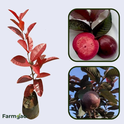 Miami Red Guava Air Layered Healthy Fruit Plant