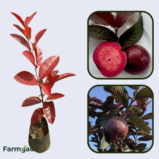 Miami Red Guava Air Layered Healthy Fruit Plant
