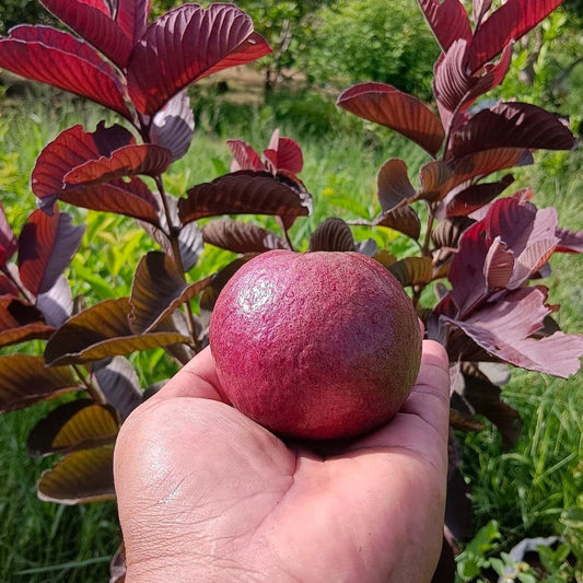 Miami Red Guava Air Layered Healthy Fruit Plant