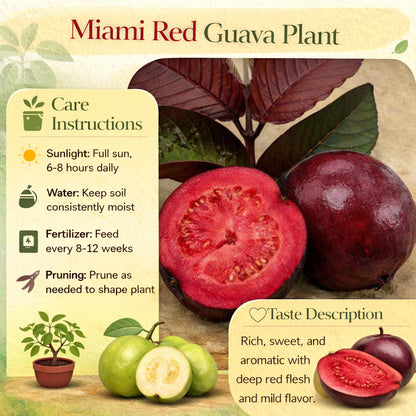 Miami Red Guava Air Layered Healthy Fruit Plant