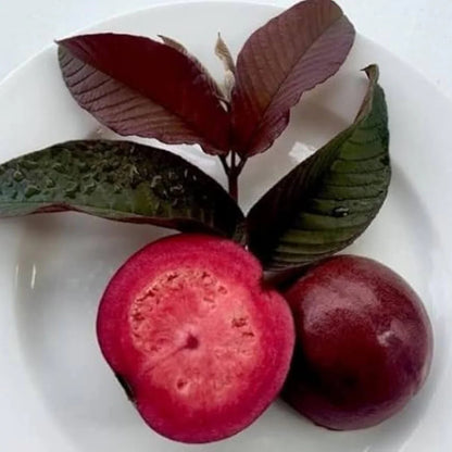 Miami Red Guava Air Layered Healthy Fruit Plant