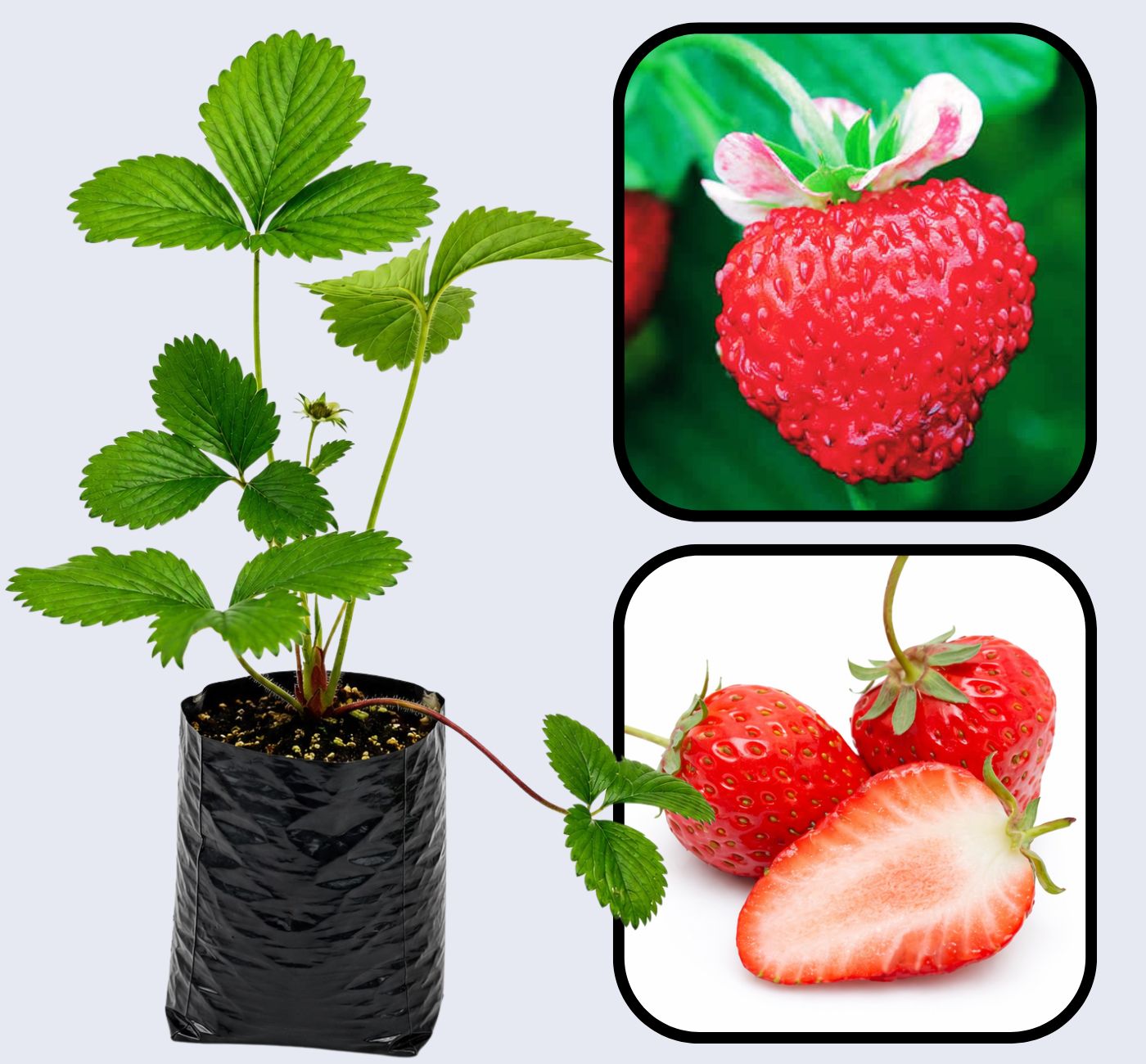 Mignonette Strawberry Healthy Sweet Home Garden Kitchen Garden Terrace Balcony Fruit Plant