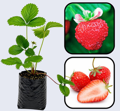 Mignonette Strawberry Healthy Sweet Home Garden Kitchen Garden Terrace Balcony Fruit Plant