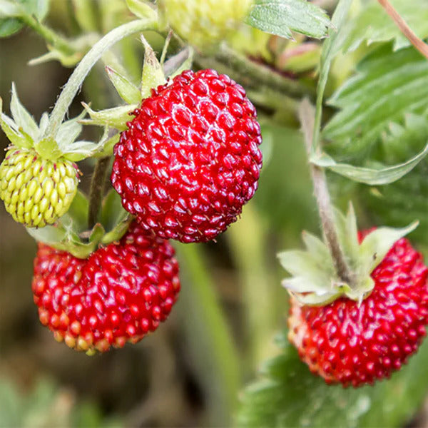 Mignonette Strawberry Healthy Sweet Home Garden Kitchen Garden Terrace Balcony Fruit Plant