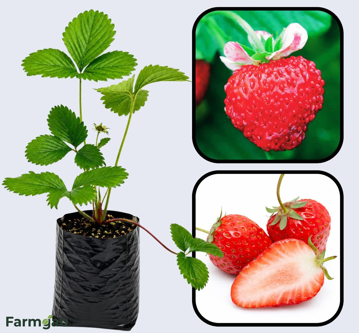 Mignonette Strawberry Healthy Sweet Home Garden Kitchen Garden Terrace Balcony Fruit Plant