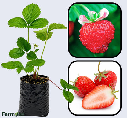 Mignonette Strawberry Healthy Sweet Home Garden Kitchen Garden Terrace Balcony Fruit Plant