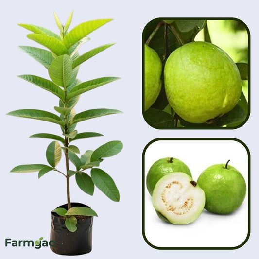 Mindanao White Guava Air Layered Healthy Fruit Plant