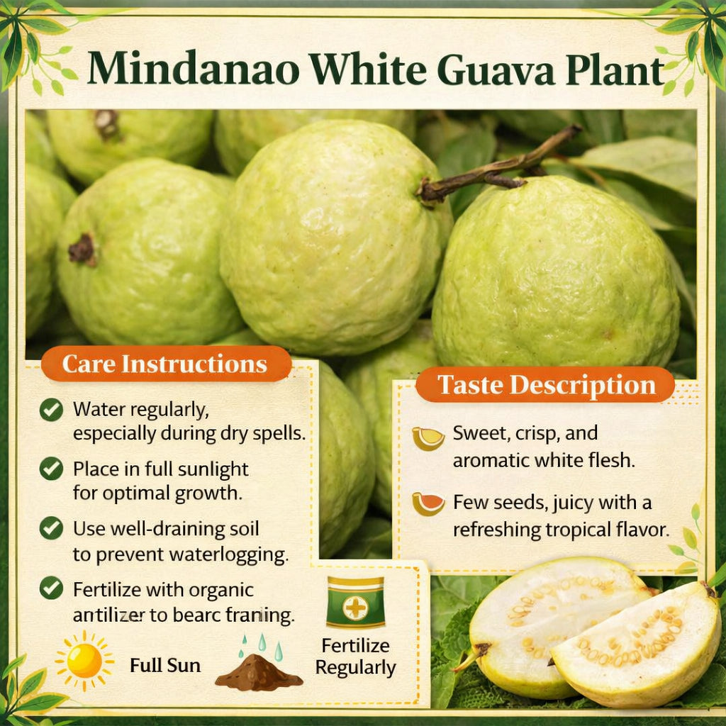 Mindanao White Guava Air Layered Healthy Fruit Plant