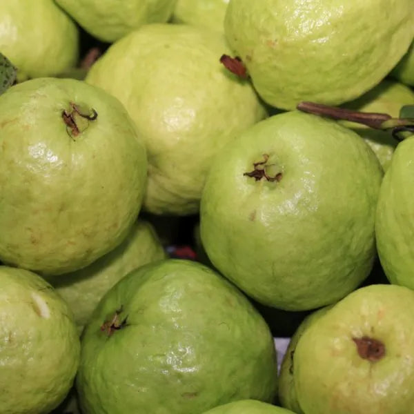 Mindanao White Guava Air Layered Healthy Fruit Plant