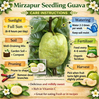 Mirzapur Seedling Guava Air Layered Healthy Fruit Plant