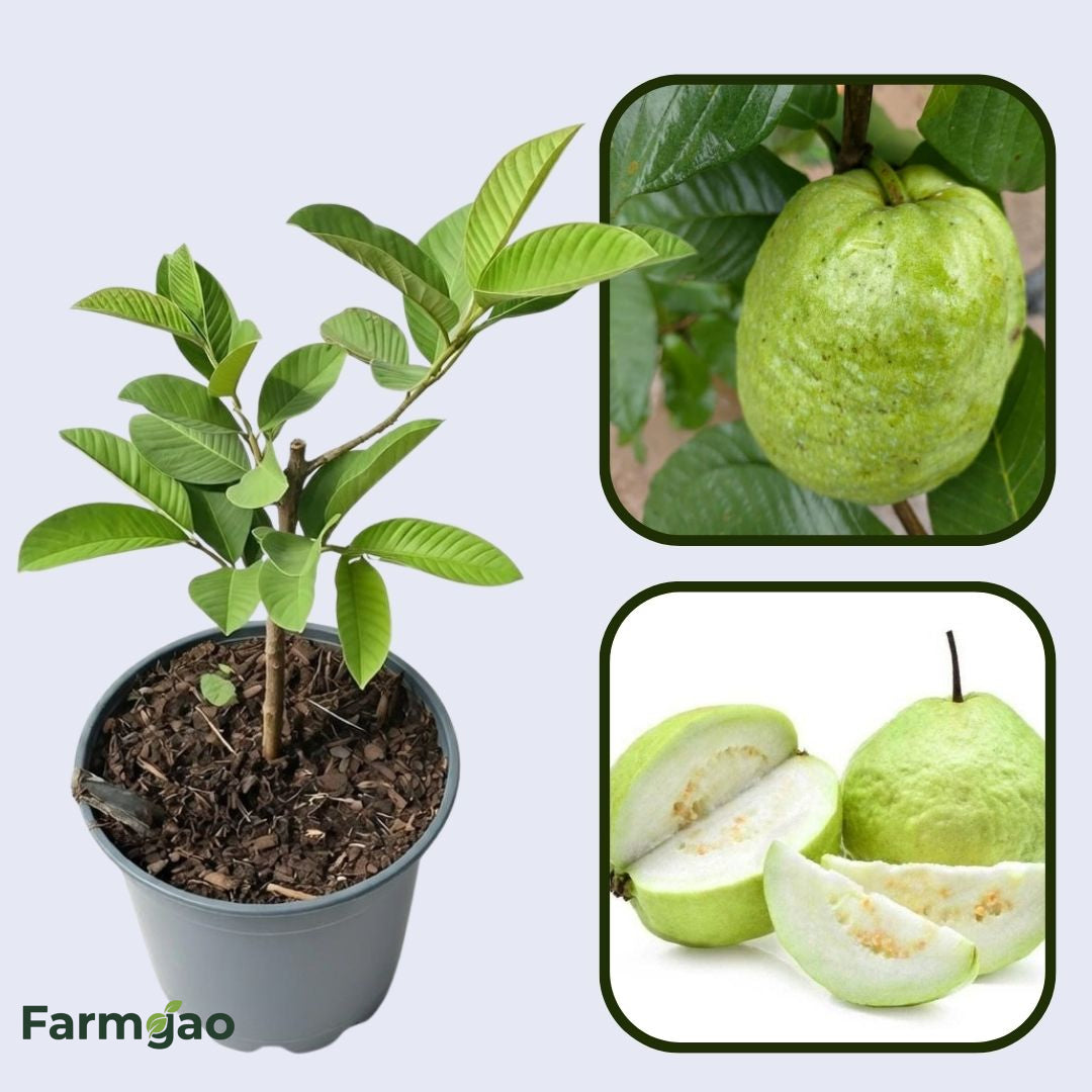 Mirzapur Seedling Guava Air Layered Healthy Fruit Plant