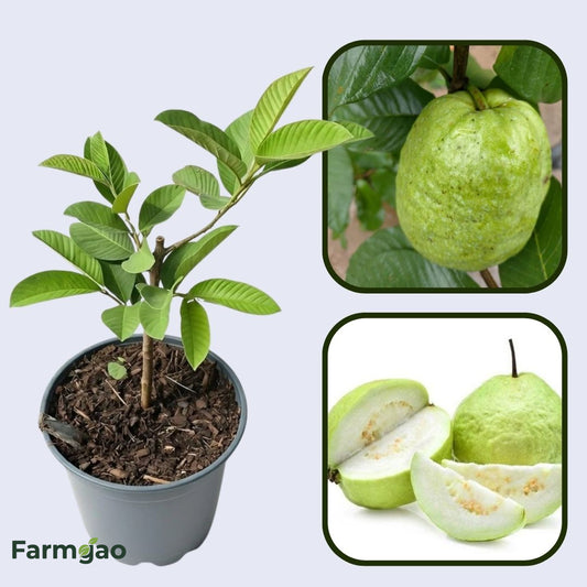 Mirzapur Seedling Guava Air Layered Healthy Fruit Plant