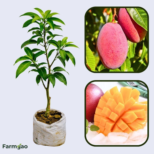 Miyazaki Mango Aam Grafted Healthy Fruit Plant