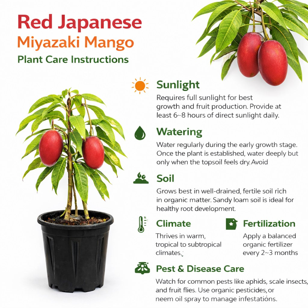 Miyazaki Mango Aam Grafted Healthy Fruit Plant