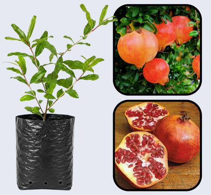 Mollar de Elche Pomegranate Grafted Fruit Plant – High Yielding Sweet Juicy Anar Tree Variety