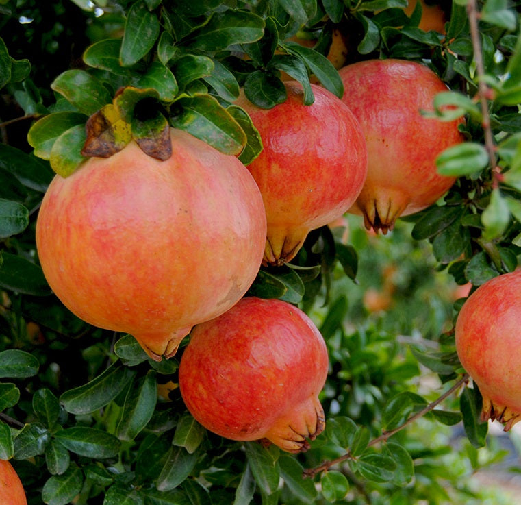 Mollar de Elche Pomegranate Grafted Fruit Plant – High Yielding Sweet Juicy Anar Tree Variety