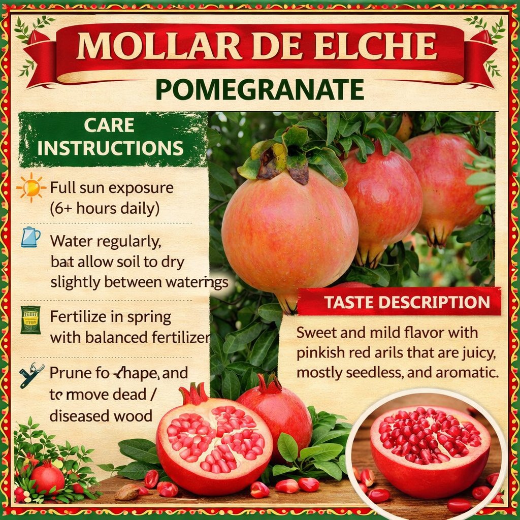 Mollar de Elche Pomegranate Grafted Fruit Plant – High Yielding Sweet Juicy Anar Tree Variety