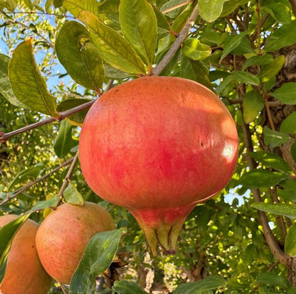 Mollar de Elche Pomegranate Grafted Fruit Plant – High Yielding Sweet Juicy Anar Tree Variety