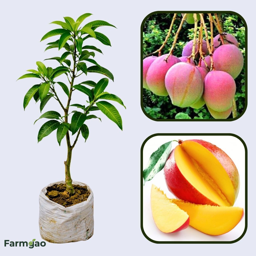 Momi K Mango Aam Grafted Healthy Fruit Plant