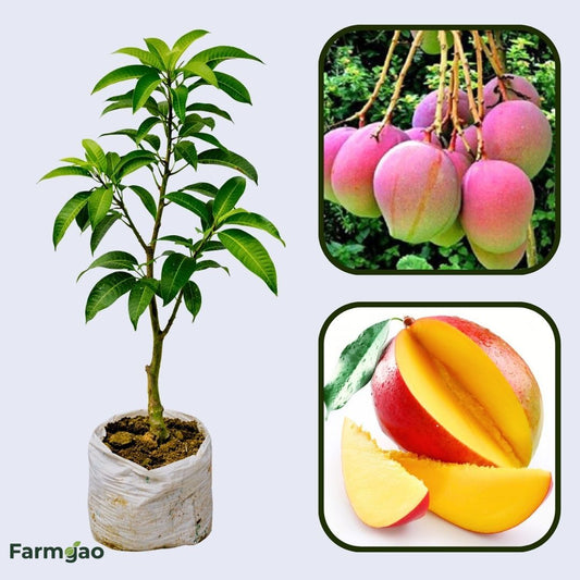 Momi K Mango Aam Grafted Healthy Fruit Plant