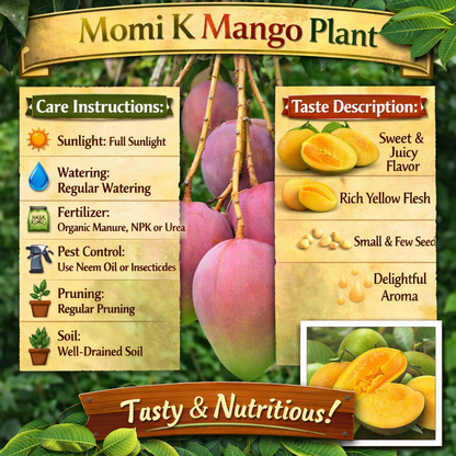 Momi K Mango Aam Grafted Healthy Fruit Plant