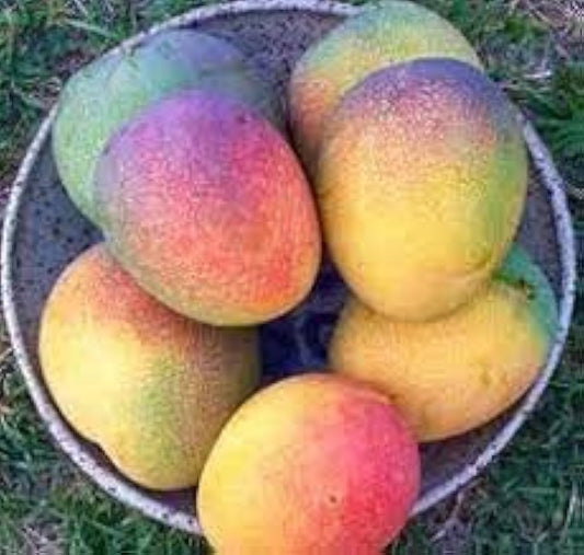 Momi K Mango Aam Grafted Healthy Fruit Plant