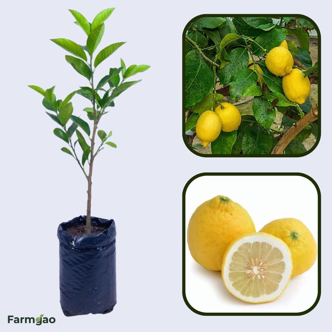 Monachello Lemon Plant Live Nimbu Tree Kagzi Lemon Citrus Limon Fruit Plant