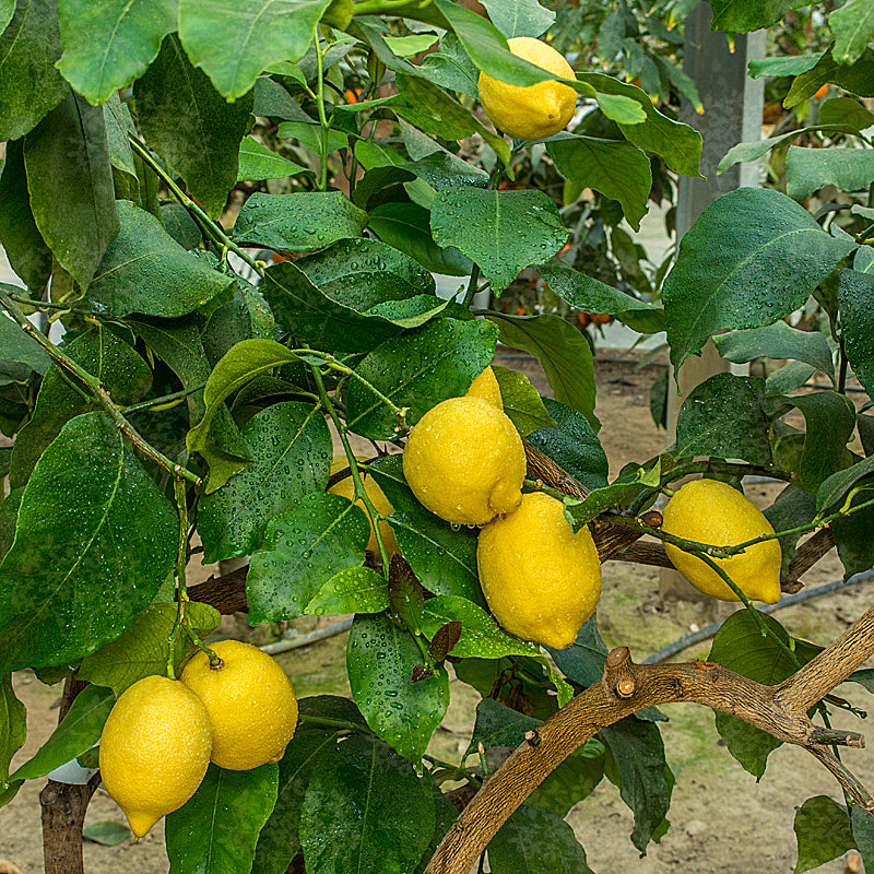 Monachello Lemon Plant Live Nimbu Tree Kagzi Lemon Citrus Limon Fruit Plant