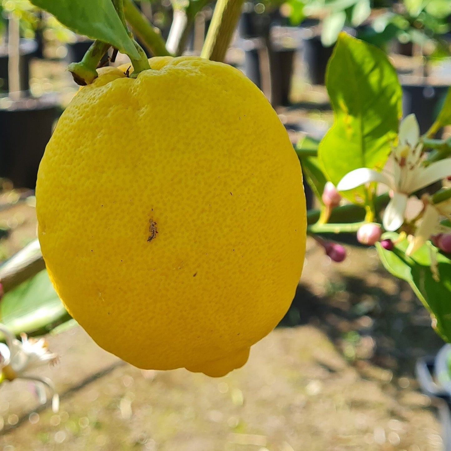 Monachello Lemon Plant Live Nimbu Tree Kagzi Lemon Citrus Limon Fruit Plant