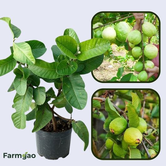 Monte Alto Guava Air Layered Healthy Fruit Plant