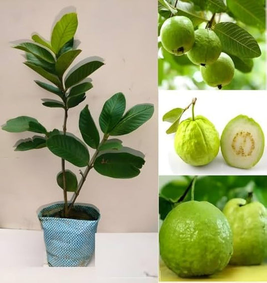 Monte Alto Guava Air Layered Healthy Fruit Plant