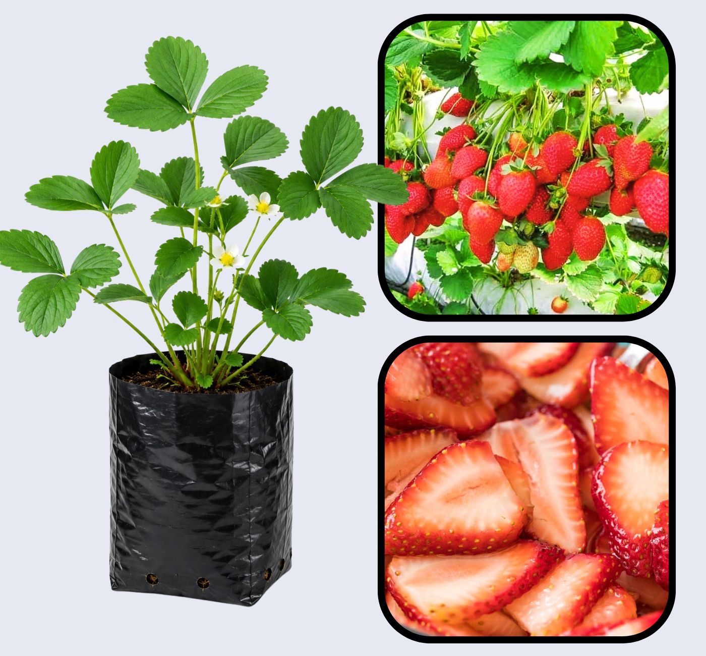 Monterey Strawberry Healthy Sweet Home Garden Kitchen Garden Terrace Balcony Fruit Plant