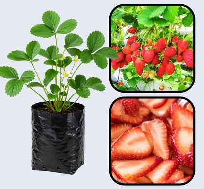 Monterey Strawberry Healthy Sweet Home Garden Kitchen Garden Terrace Balcony Fruit Plant