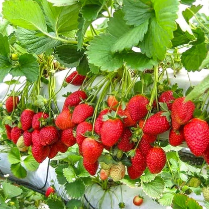 Monterey Strawberry Healthy Sweet Home Garden Kitchen Garden Terrace Balcony Fruit Plant