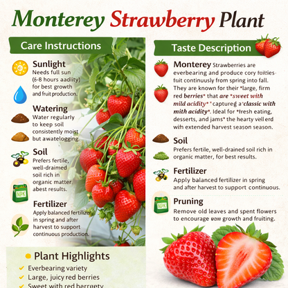 Monterey Strawberry Healthy Sweet Home Garden Kitchen Garden Terrace Balcony Fruit Plant