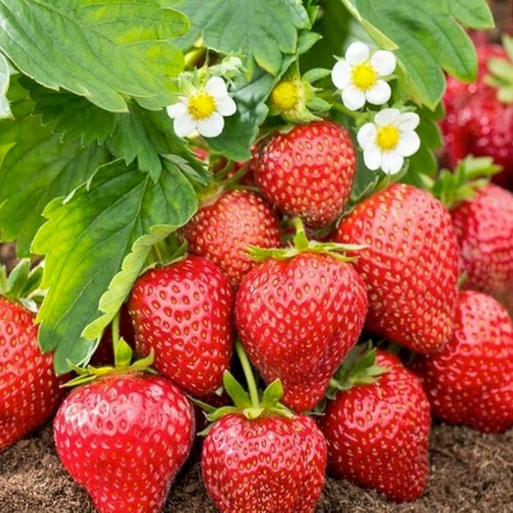 Monterey Strawberry Healthy Sweet Home Garden Kitchen Garden Terrace Balcony Fruit Plant