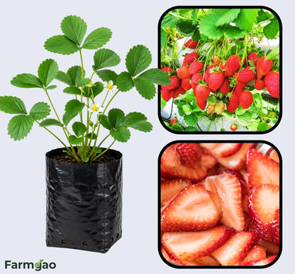 Monterey Strawberry Healthy Sweet Home Garden Kitchen Garden Terrace Balcony Fruit Plant