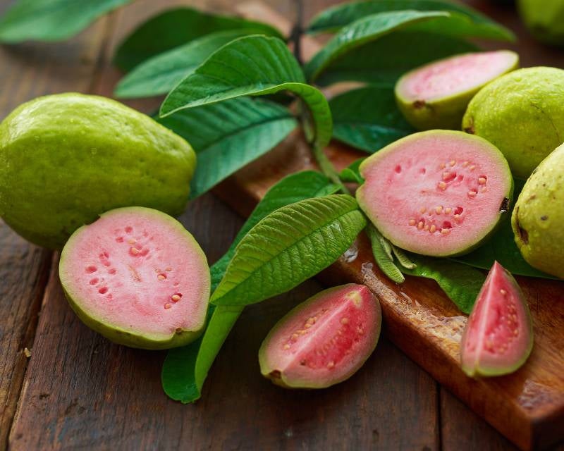 Montevideo Pink Guava Air Layered Healthy Fruit Plant