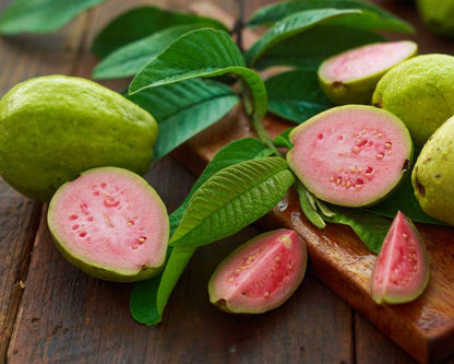 Montevideo Pink Guava Air Layered Healthy Fruit Plant