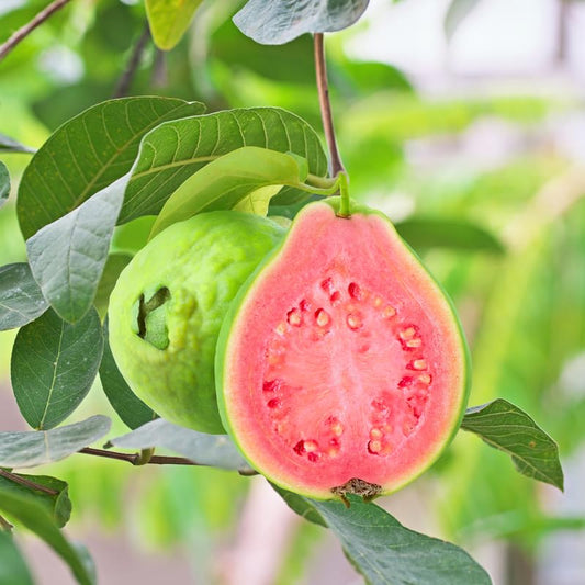 Montevideo Pink Guava Air Layered Healthy Fruit Plant