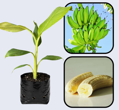 Monthan Banana Healthy Sweet Tissue Cultured Fruit Plant