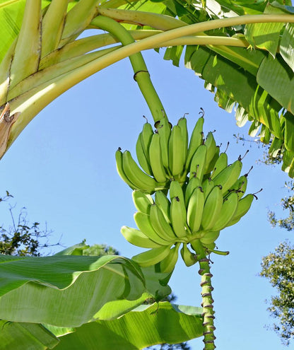 Monthan Banana Healthy Sweet Tissue Cultured Fruit Plant
