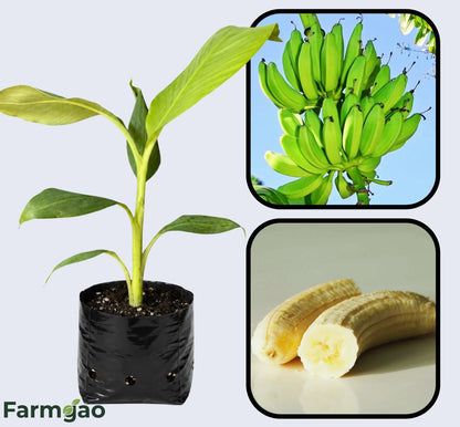 Monthan Banana Healthy Sweet Tissue Cultured Fruit Plant